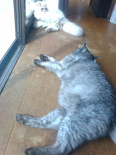 ���ӂ��ӑ�4�e(*�L�t�M*)