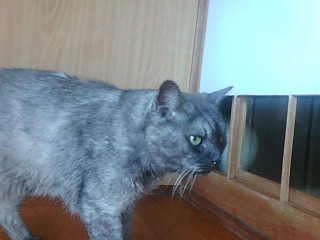 ���ӂ��ӑ�10�e(*�L�t�M*)