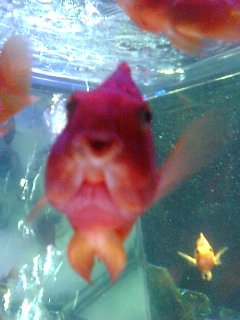 �X�J�C �A�N�A���E�� III