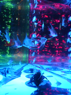 �X�J�C �A�N�A���E�� III