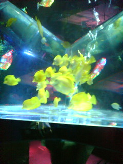 �X�J�C �A�N�A���E�� III